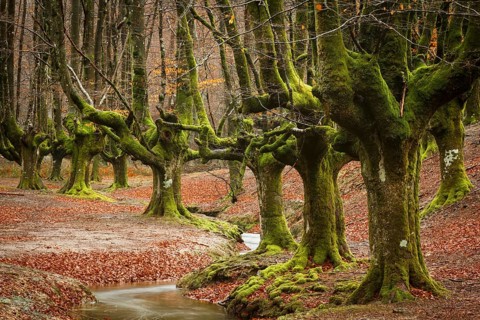 Gorbea Natural Park