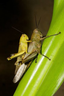 Long-horned grasshoppers
