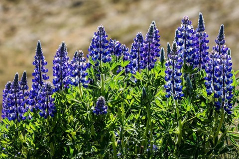 Blue flowering blue flowering Nootka lupins