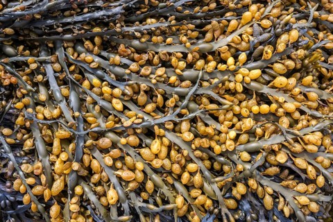 Bladder wrack