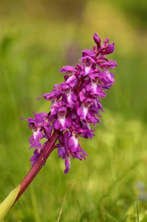 Green-winged orchid