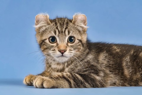 Breedcat American Curl