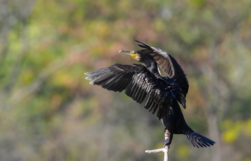 Great cormorant