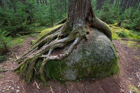 Tree roots cling to a boulder