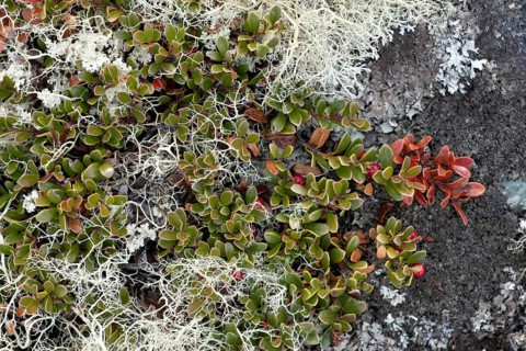 Detailed view of the autumnal soil of a mountain landscape