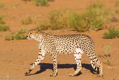 Cheetah