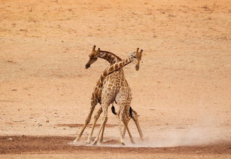 Southern Giraffes