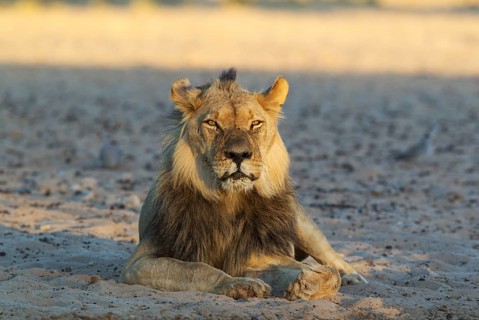 Black-maned lion