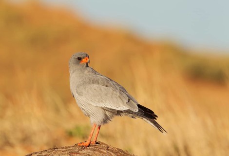 Pale-chanting Goshawk