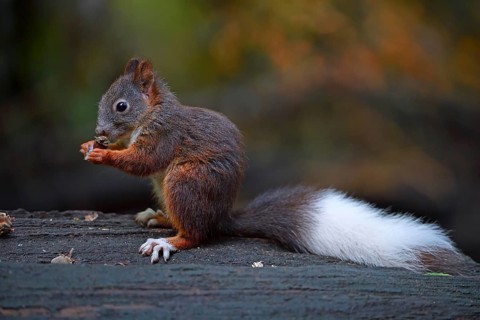 Eurasian red squirrel