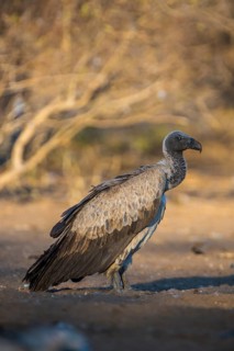Cape griffon