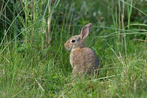 European rabbit