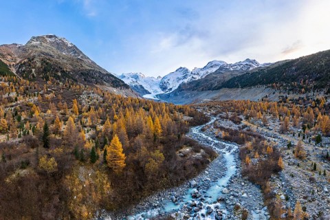 Autumn larch forest in the valley of the Morteratsch glacier
