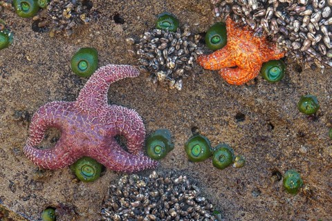 Starfish