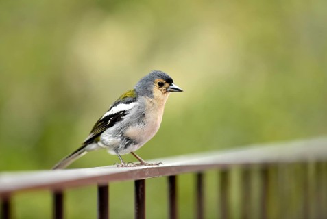 Madeiran chaffinch