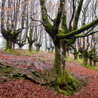 Gorbea Natural Park