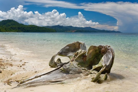 Skull of a Humpback whale