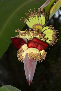 Fruit stands of a Banana plant