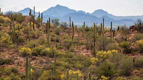 Saguaros