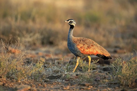 Blue Bustard
