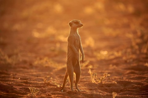 Meerkat