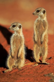 Two Meerkats