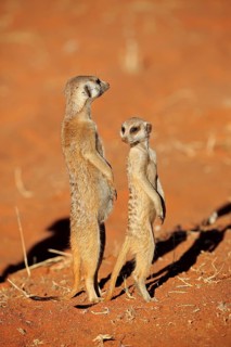 Two Meerkats