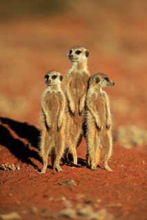 Meerkats