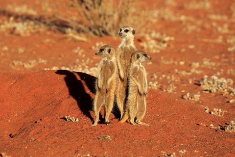 Meerkats