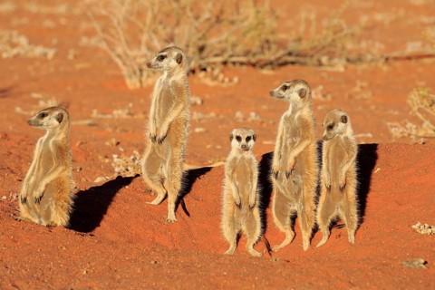 Meerkats