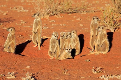 Meerkats