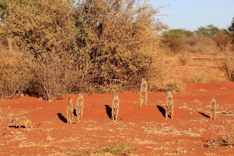Meerkats