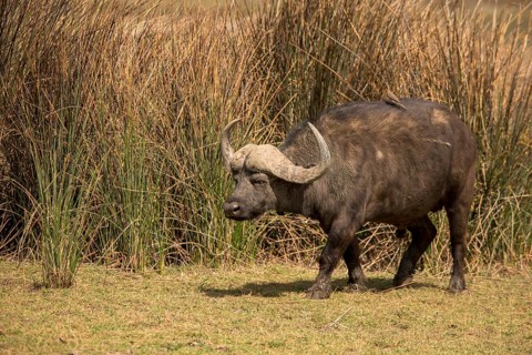 Cape buffalo