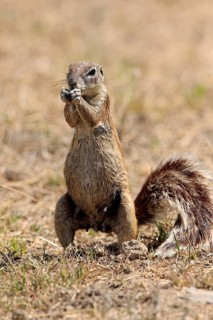 Cape ground squirrel