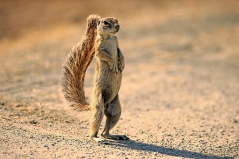 Cape ground squirrel
