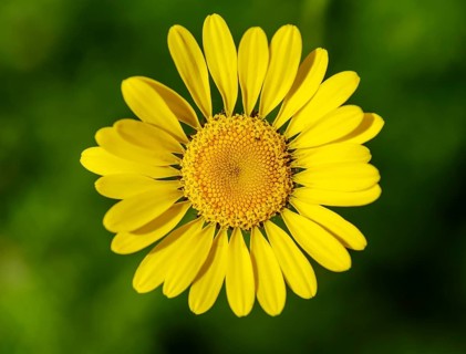 Flower of golden marguerite