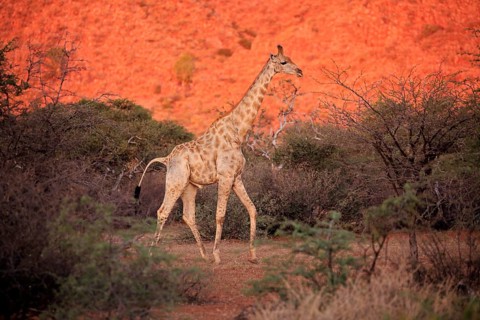 Southern giraffe