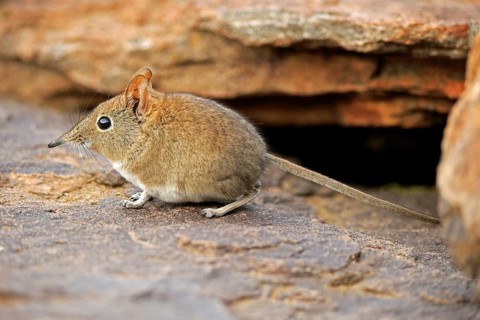 Short-eared Elephant Shrew