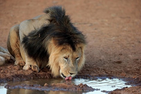 Kalahari lion
