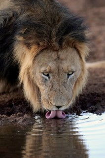 Kalahari lion
