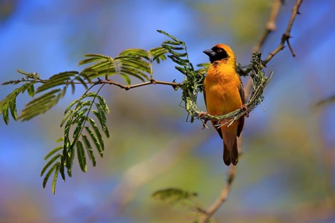 Southern Masked Weaver