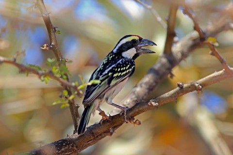 Acacia Pied Barbet