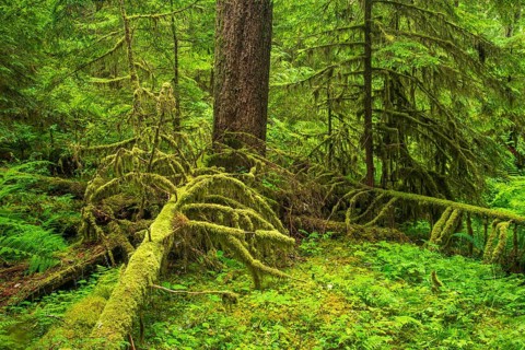 Dense vegetation in the rainforest