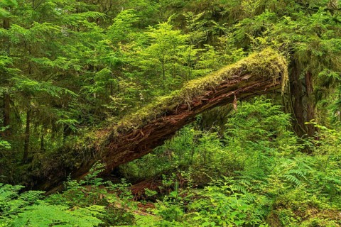 Moss-covered tree in the rainforest