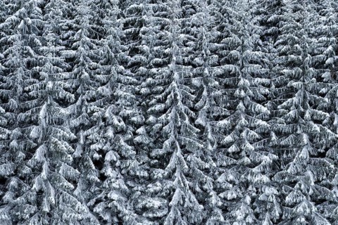 Snow-covered spruce forest on a slope