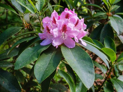 Rhododendron hybrid