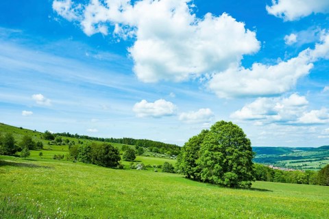 Meadow landscape in spring