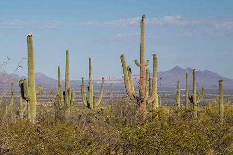 Saguaros