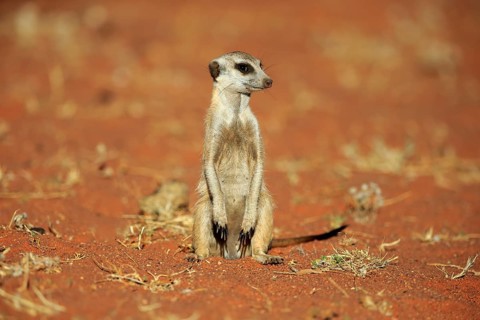 Meerkat