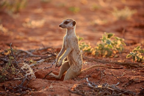 Meerkat